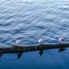 Vier Möwen auf der Alster